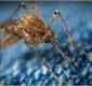 
                  Veja principais cuidados e prevenções contra picadas de mosquitos