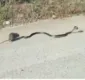 
                  Instinto materno: ratinha briga com cobra para salvar filhote