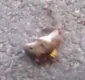 
                  Flagra: 'vespa assassina' mata rato em menos de um minuto