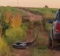 
                  Cobra de 7 metros tenta atacar pessoas em uma caminhonete