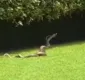 
                  Mulher flagra 'dança do acasalamento' de cobras em jardim