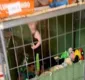 
                  Menina é mantida em jaula perto de oito cobras e 86 galinhas