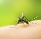 
                  Saiba quais são os 4 tipos de dengue que circulam pelo Brasil