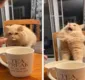
                  Gato descobre que odeia sorvete e situação viraliza na web