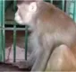
                  Macaco alcoólatra mata um e fere 250 por abstinência de bebida