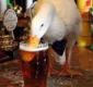 
                  Confusão: pato fica bêbado e se dá mal ao brigar com cachorro