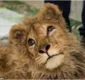 
                  Muita dó: leão é torturado e espancado para não fugir de turistas