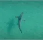 
                  Grandão e sem medo: homem domina tubarão e o imobiliza