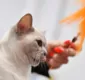 
                  Gato cai na máquina de lavar e fica 12 minutos dentro do aparelho