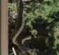 
                  Duelo de gigantes: cobras são flagradas lutando no ar