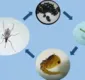 
                  Ciclo de vida do Aedes Aegypti reforça necessidade de cuidados