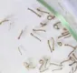 
                  Como identificar as larvas do mosquito da dengue e eliminá-las