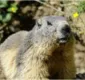 
                  Adolescente morre de peste bubônica após comer carne de marmota