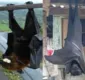 
                  Morcego gigante viraliza nas redes sociais; veja foto