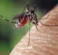 
                  Chikungunya: saiba como tratar a dor no pós-doença