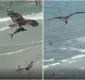 
                  Pássaro 'leva tubarão para passear' em voo na praia; veja vídeo