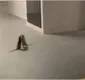
                  UFC? Ratos 'saem na mão' diante de gato em estacionamento