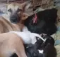 
                  Galinha 'adota' 8 filhotes de cachorro que nasceram em um ninho