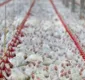 
                  China diz que encontrou coronavírus em frango importado do Brasil