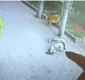 
                  Gato atinge idoso ao cair de prédio e ainda com cachorro dele