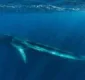 
                  Mulher é esmagada por baleias jubarte em mergulho