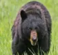 
                  Homem ouve urso atacar e matar filha enquanto falava com ela