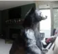 
                  Urso-negro invade casa, 'toca piano' e faz banquete; veja vídeo