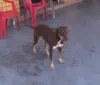 Cão acha carteira com R$ 4 mil e dinheiro é devolvido ao dono