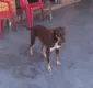 
                  Cão acha carteira com R$ 4 mil e dinheiro é devolvido ao dono