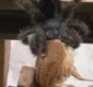 
                  Vídeo de tarântula devorando um pássaro viraliza na web; assista