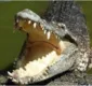 
                  Mergulhador é mordido na cabeça e pescoço por crocodilo