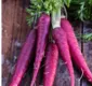 
                  Confira benefícios ao consumir a cenoura roxa na alimentação