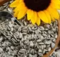 
                  Conheça benefícios ao consumir a semente de girassol regularmente