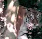 
                  Criança de dez anos é mutilada e morta por tigre