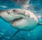 
                  Tubarão atravessa rede de proteção e mata surfista de 46 anos