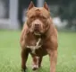 
                  Idosa fica gravemente ferida após ser atacada por dois pitbulls