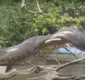 
                  Só no relax: vídeo de 'anaconda brasileira' tomando sol viraliza