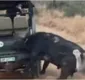 
                  Sem freio, búfalo se esbarra em carro ao tentar fugir de leões