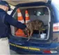 
                  Casal é preso suspeito de arrastar cachorro por 300m em rodovia