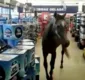 
                  Viralizou: Cavalo entra em supermercado e surpreende clientes