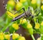 
                  O que as estações têm a ver com a proliferação do aedes aegypti?