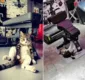 
                  Gato que faz 'abdominal' viraliza na web; assista