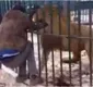 
                  Homem tenta acariciar leão e animal quase arranca mão dele