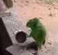
                  Vídeo de papagaio cantando 'Atirei o Pau no Gato' surpreende web