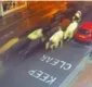 
                  85 vacas 'param o trânsito' com 'carreata' por ruas de cidade