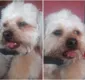 
                  Mulher faz denúncia após cachorro ter língua cortada em clínica
