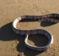 
                  Cobra sem cabeça tenta 'atacar' homem em praia; assista