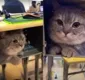 
                  Gato se esconde em mesa para ficar perto da dona e encanta web