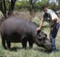 
                  Homem é 'espancado' até a morte por hipopótamo de estimação