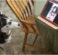 
                  Até eles? Cachorro uiva de alegria ao ver amigo em videochamada